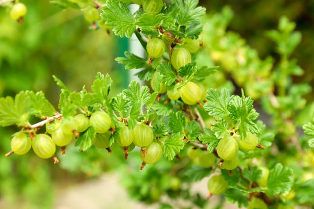 vista de primer plano de arbustos con grosellas espinosas maduras al aire libre - gooseberry fruit bush green fotografías e imágenes de stock