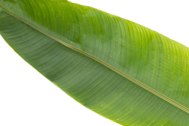 istock Heliconia leaves on white background. 1476825206