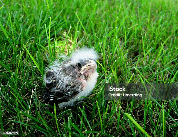 Baby Bird Stock Photo - Download Image Now - Ugly Duckling, Animal, Bird