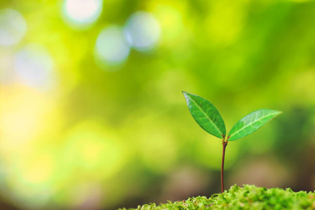 istock Sprout close-up and green background 1476826651