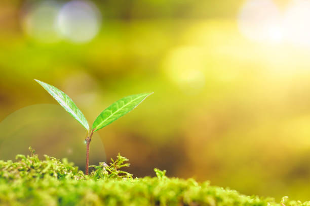 istock Sprout close-up and green background 1476827160