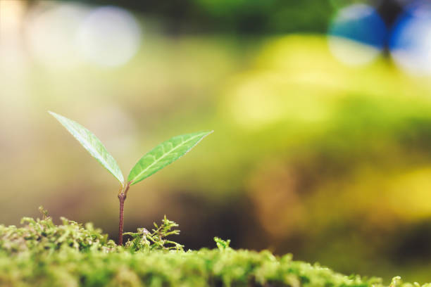 istock Sprout close-up and green background 1476827161
