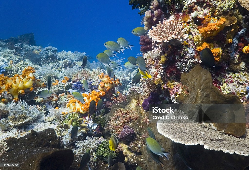 Color diversity Rich coral patch to include various kinds of coral and fish. Adventure Stock Photo