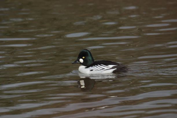 istock Common Goldeneye (male) (bucephala clangula) swimming in a pond 1476828187