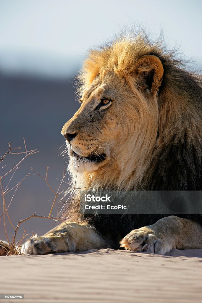 Grande lion d'Afrique mâle - Photo de Afrique libre de droits