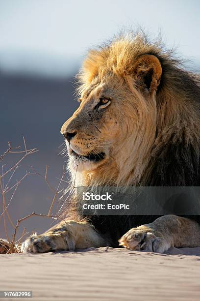 Photo libre de droit de Grande Lion Dafrique Mâle banque d'images et plus d'images libres de droit de Afrique - Afrique, Afrique méridionale, Animal mâle