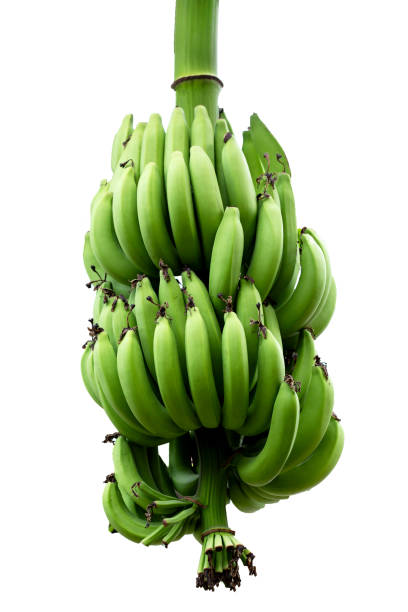 istock Banana fruits. A cluster of bananas 1476830276