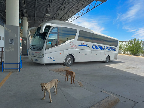 Chihuahua, Mexico - April 22, 2022: two stray dogs wandering in Chihuahua bus station.