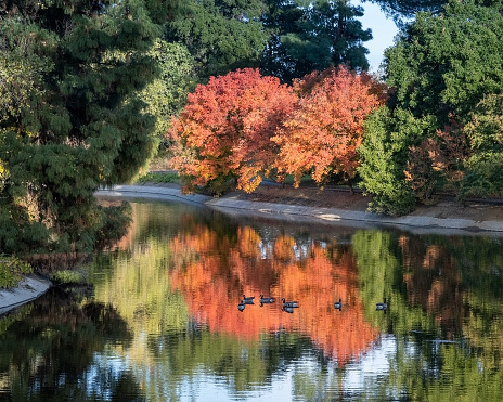Two orange and yellow trees  at  the UC Davis arboretum reflected on Lake Spafford, California, USA, featuring swimming ducks