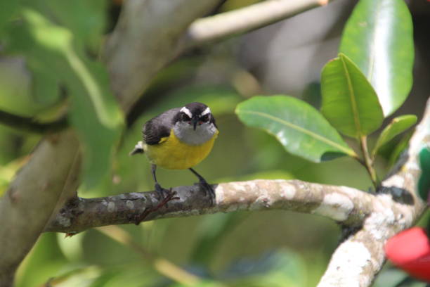 istock bird cambacica - coereba flaveola 1476834159