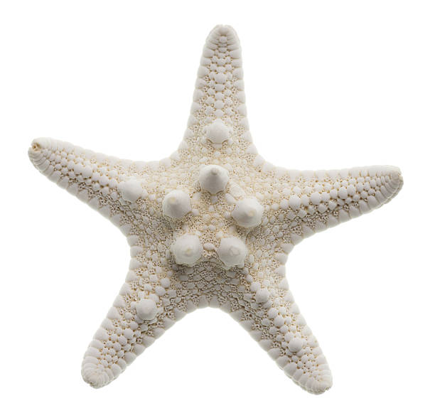 Starfish isolated on white stock photo