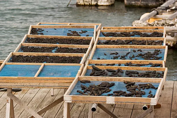drying sea cucumbers