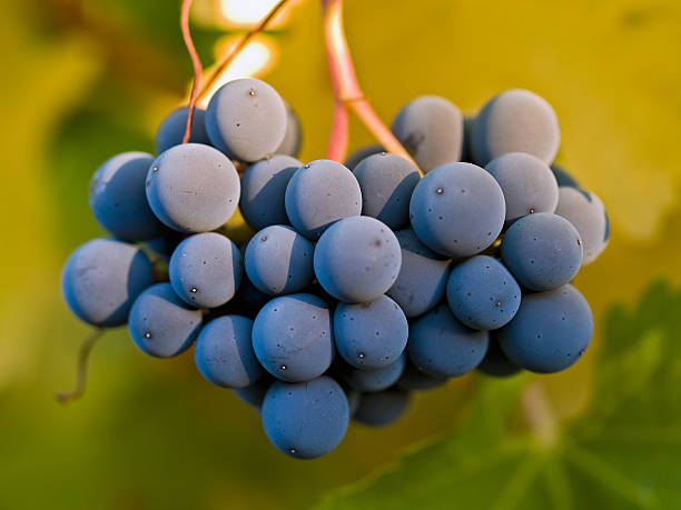 Cabernet Sauvignon grapes stock photo