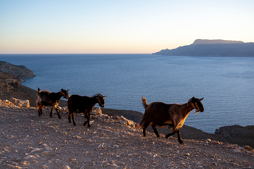 Goats on the way to Balos Beach, East Crete. Greek culture on the Island of Crete.