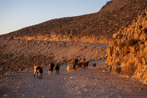 Goats on the way to Balos Beach, East Crete. Greek culture on the Island of Crete.