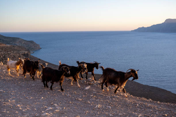 Goats on the way to Balos Beach, East Crete. Greek culture on the Island of Crete.