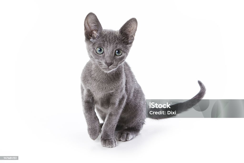Русская голубая kitten на белом фоне - Стоковые фото Американская короткошёрстная кошка роялти-фри