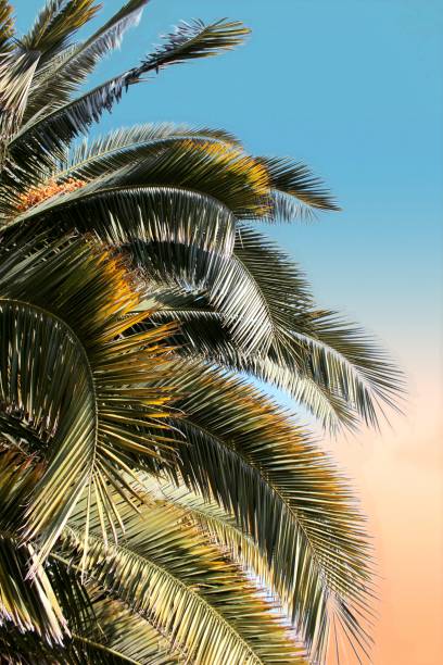 istock A palm tree with a blue sky in the background 1476844486
