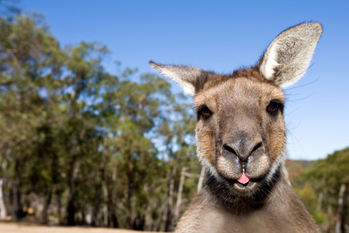 Close up of inquisitive Kangaroo poking his tongue out