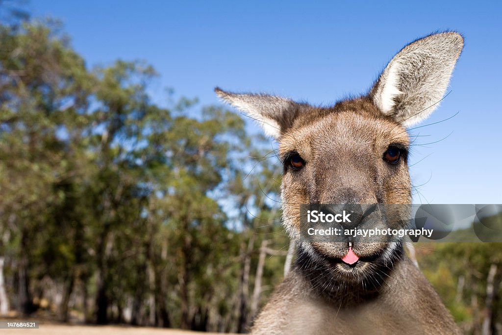Kangaroo Close Up With Tongue Out Close up of inquisitive Kangaroo poking his tongue out Kangaroo Stock Photo