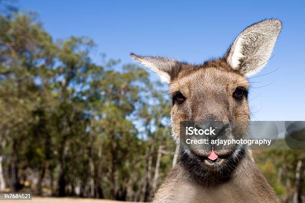 Kangaroo Close Up With Tongue Out Stock Photo - Download Image Now - Kangaroo, Animal Head, Animal