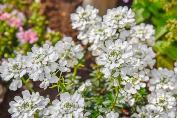 イベリスセンペルビレンス。常緑キャンディタフト、多年生キャンディタフト。 - evergreen candytuft ストックフォトと画像