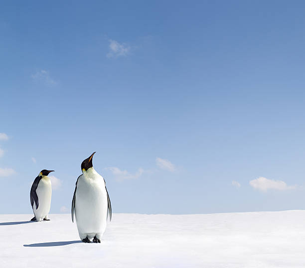 istock Two penguins looking up at the blue sky 147684859