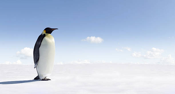 Penguin stock photo
