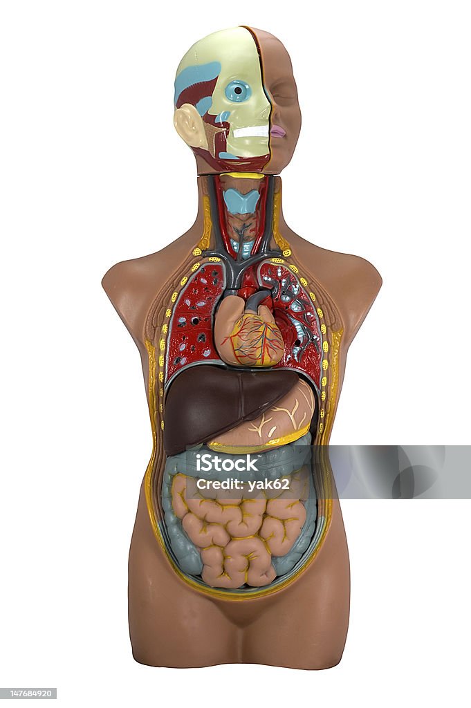 Modell des menschlichen Körpers IV-isoliert auf weiss - Lizenzfrei Schlüsselbeinvene Stock-Foto