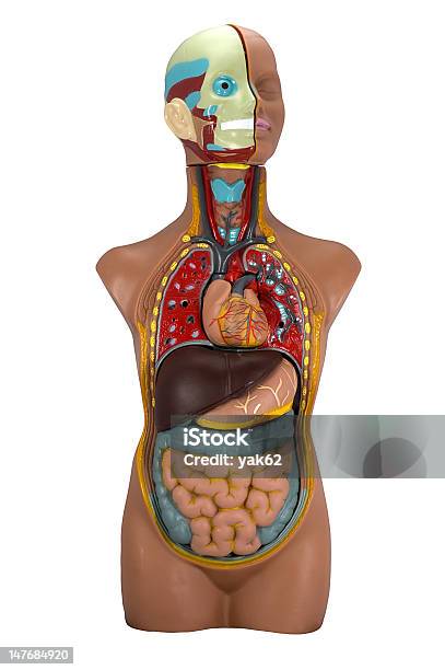 Modell Des Menschlichen Körpers Ivisoliert Auf Weiss Stockfoto und mehr Bilder von Schlüsselbeinvene