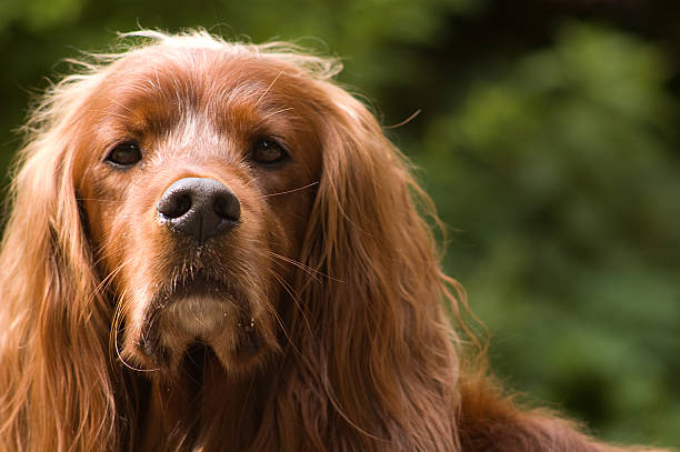 Dog - portrait of an Irish Setter stock photo