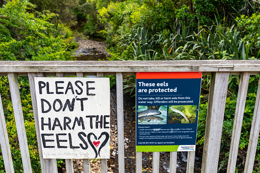 This 25 October 2022 daytime photo shows a handmade and official sign warning people against disturbing the eels in Piha Stream near Piha Beach in Tāmaki Makaurau Auckland, Aotearoa New Zealand.