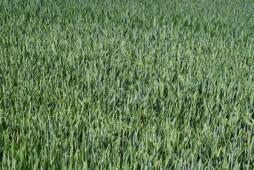 Field with young green wheat ears