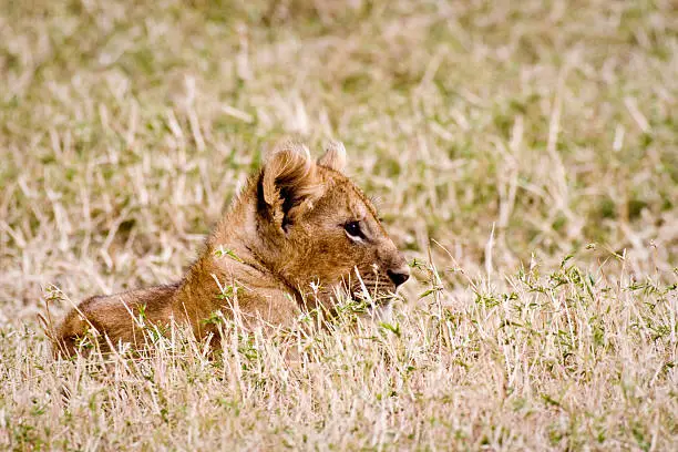 Lion Cub rests after a hearty meal.