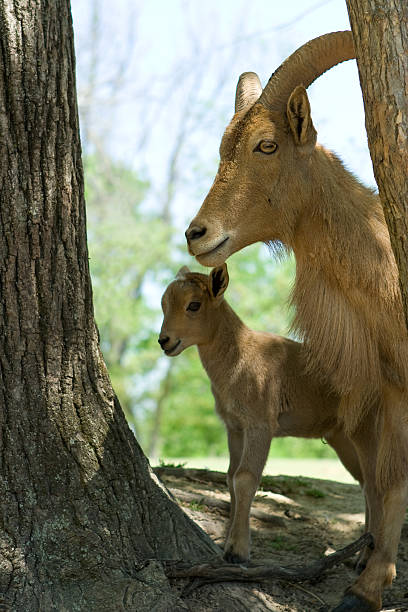 istock Baby and Mother goat 147685905