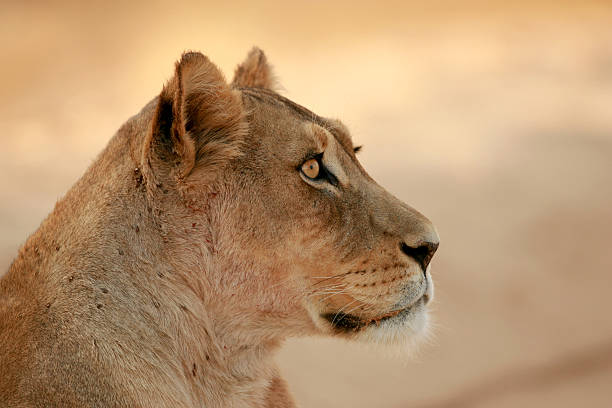 istock Lioness in Kgalagadi 147685916
