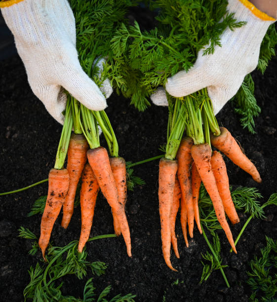 carrot on ground with hand holding, fresh carrots growing in carrot field vegetable grows in the garden in the soil organic farm harvest agricultural product nature - uprooted vertical leaf root imagens e fotografias de stock