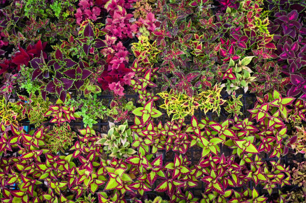 colorful plant wall beautiful plant in pot, coleus many kinds red green purple and pink leaves of the coleus plant, Plectranthus scutellarioides colorful plant wall beautiful plant in pot, coleus many kinds red green purple and pink leaves of the coleus plant, Plectranthus scutellarioides coleus plant plectranthus scutellarioides close up stock pictures, royalty-free photos & images