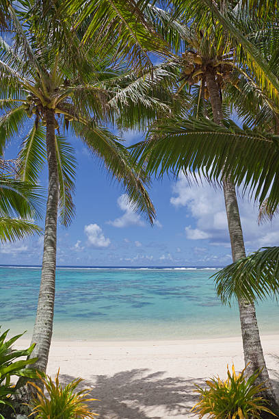 istock Pair of Palm Trees on Tropical Beach 147686113