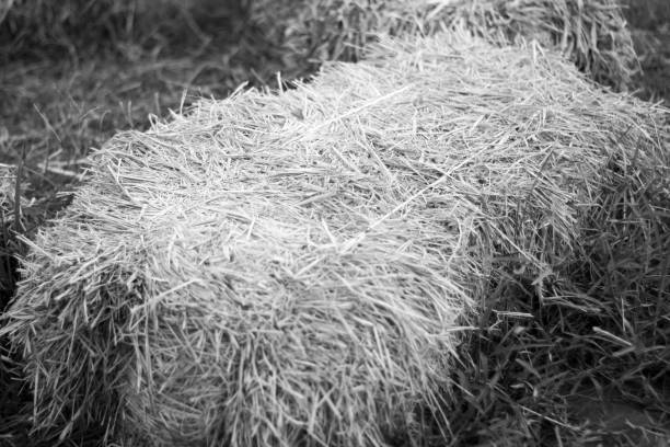 A large pile of dry straw.\n: picture in Thailand