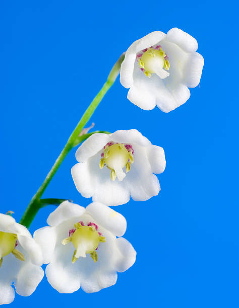 Lily of the valley stock photo