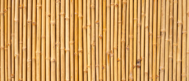 istock Yellow bamboo texture. Dried bamboo wall or fence background 1476864000