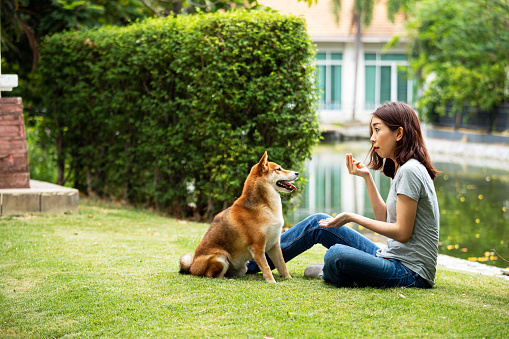 Young Asian woman teaching and training Shiba Inu dog with panic face in backyard