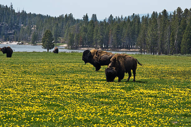 istock Buffalo herd in Yellow Stone National Park 147686422