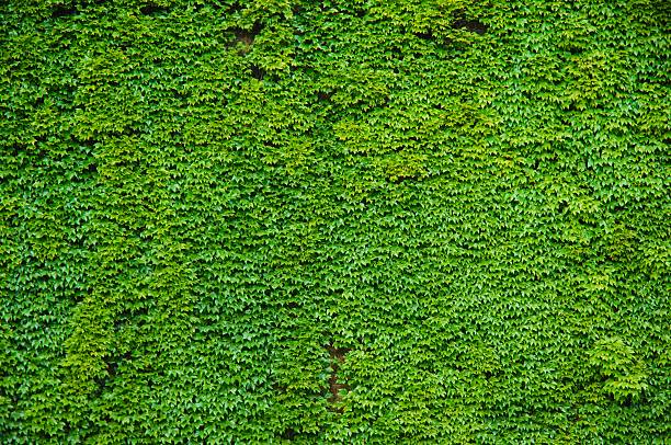 Parede verde - fotografia de stock