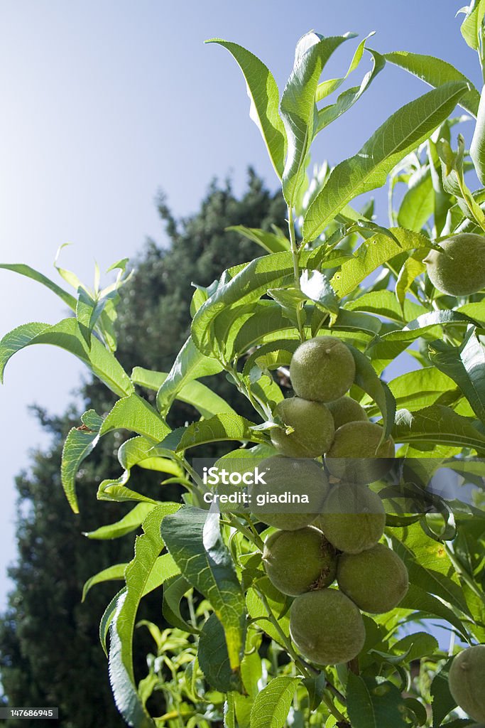 albero da frutto - Foto stock royalty-free di Albero