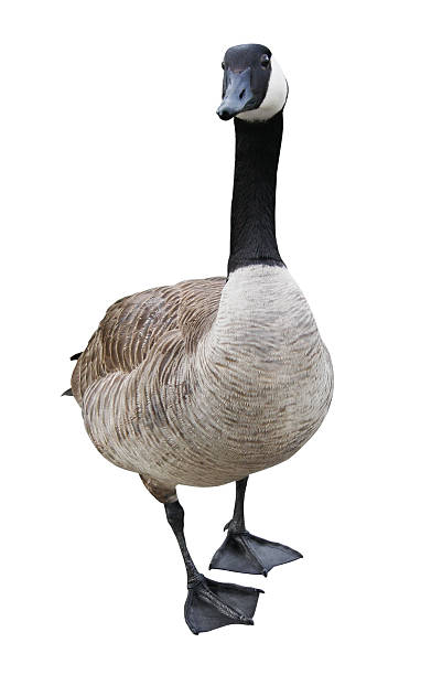 Goose Mit Clipping Path – Foto