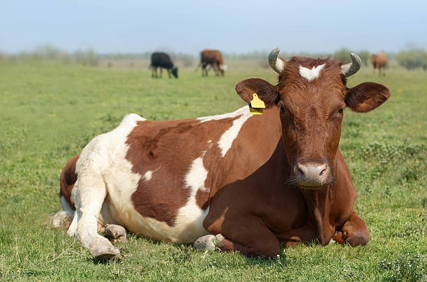 istock Red and white Cow on green meadow looking at camera 147687492