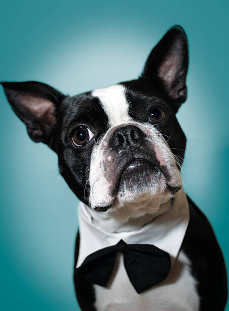 Boston Terrier in bowtie Boston Terrier in Formal wear on blue background dog tuxedo stock pictures, royalty-free photos & images