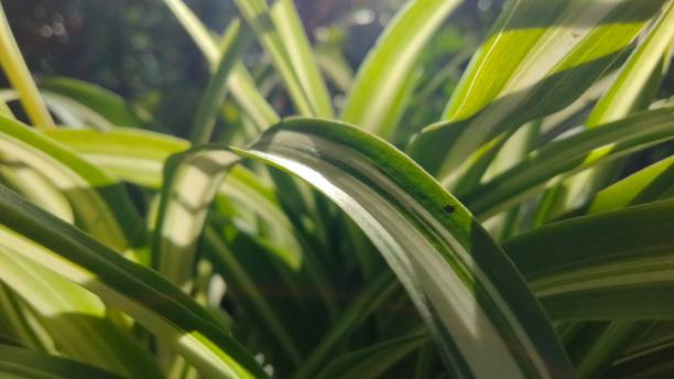 istock Paris lily plant exposed to the morning sun 1476875006